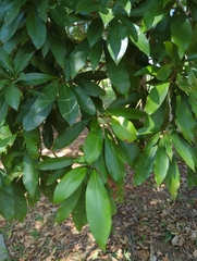 Machilus japonica