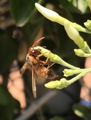 Rhynchium oculatum