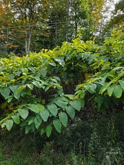 Reynoutria sachalinensis