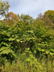 Reynoutria sachalinensis