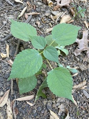 Agastache nepetoides