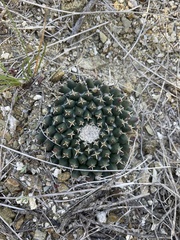 Mammillaria