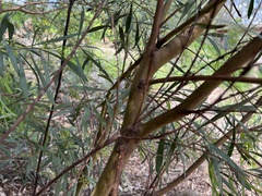 Acacia provincialis