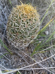 Coryphantha
