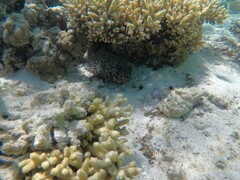 Epinephelus quoyanus