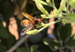 Rhynchium oculatum