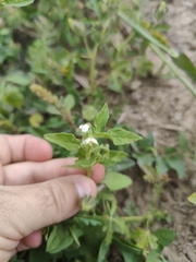 Solanum physalifolium nitidibaccatum