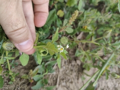 Solanum physalifolium nitidibaccatum