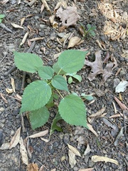 Agastache nepetoides