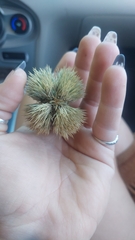 Castanea mollissima