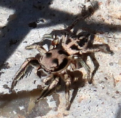 Habronattus klauseri
