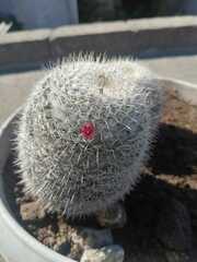 Mammillaria albilanata