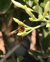 Rhynchium oculatum