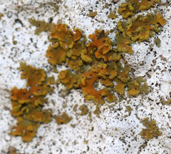 Xanthomendoza