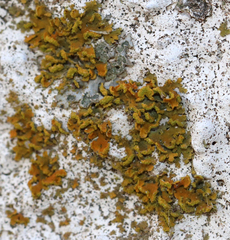 Xanthomendoza