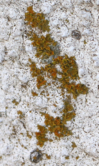 Xanthomendoza