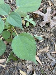 Agastache nepetoides