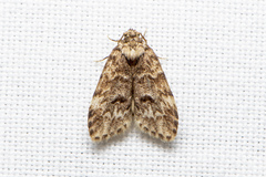 Scaphidriotis xylogramma