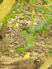 Chalcophaps longirostris