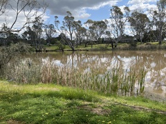 Acrocephalus australis