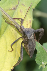 Acanthocephala femorata