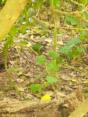 Chalcophaps longirostris