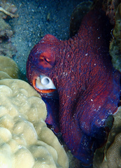 Octopus cyanea