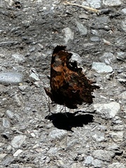 Nymphalini