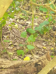 Chalcophaps longirostris