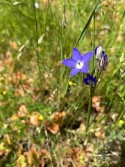 Wahlenbergia gracilis