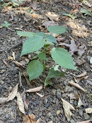 Agastache nepetoides
