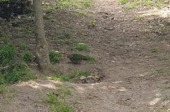 Chalcophaps longirostris