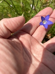 Wahlenbergia gracilis