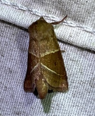 Lemmeria digitalis