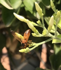 Rhynchium oculatum