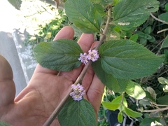 Lippia alba
