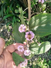 Lippia alba