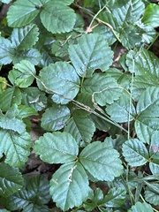 Rubus hispidus