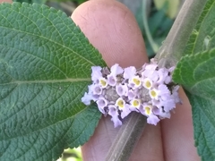 Lippia alba