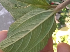 Lippia alba