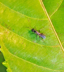 Pompilidae