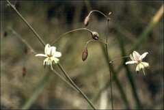 Arthropodium milleflorum