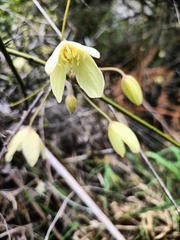 Clematis afoliata