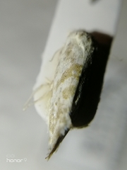 Cochylimorpha discopunctana