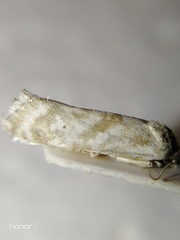Cochylimorpha discopunctana