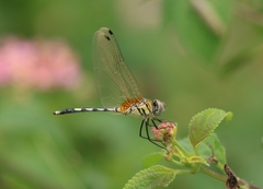 Trithemis pallidinervis
