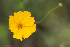 Thelesperma simplicifolium