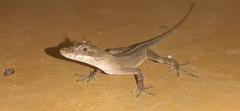 Anolis antonii