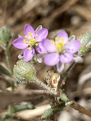 Spergularia macrotheca