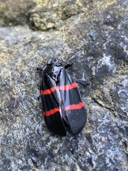 Huaina inca